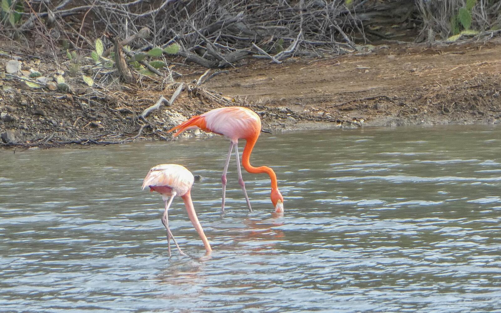Flamingos at Jan Kok