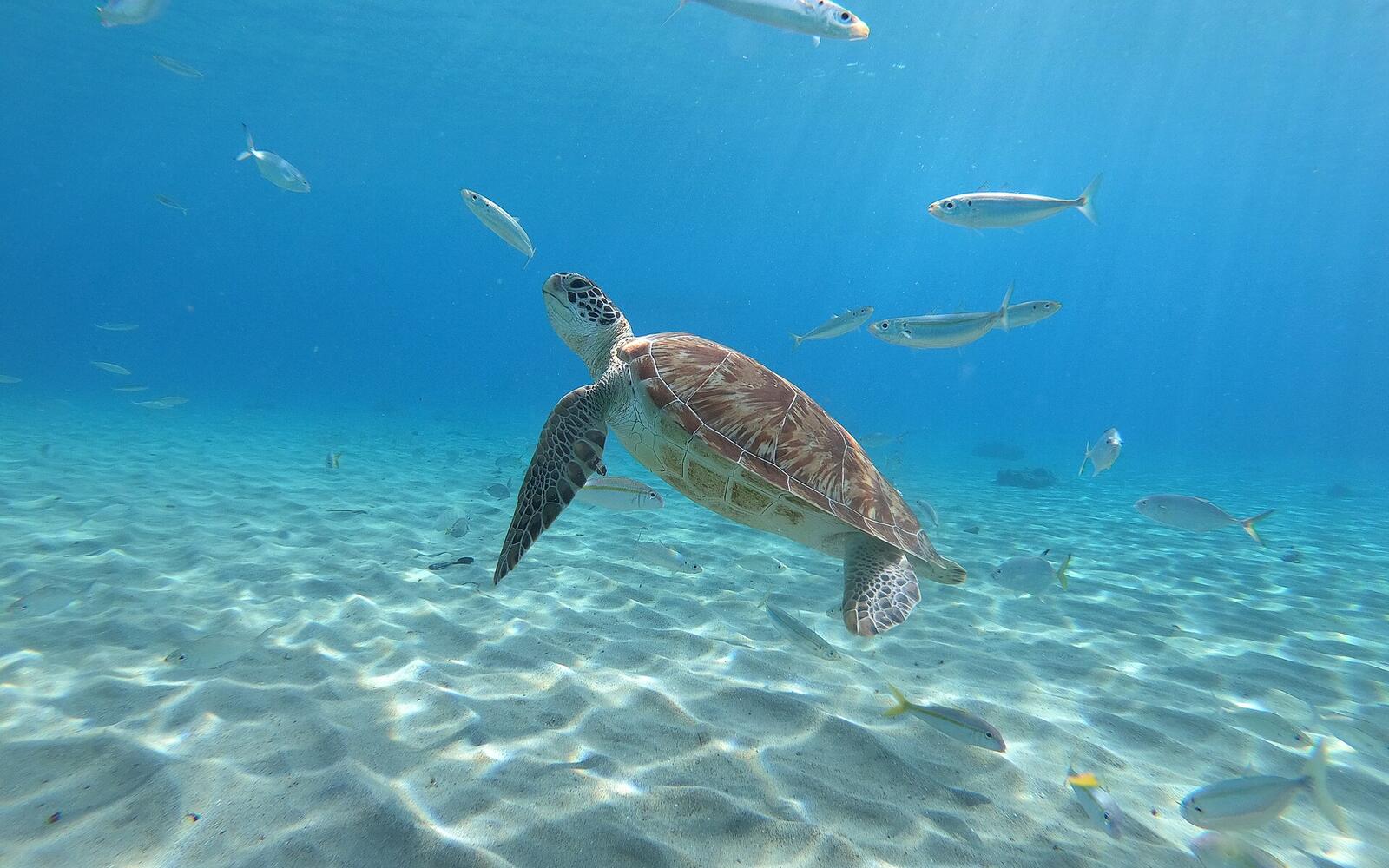 Swim with turtles & Grote Knip
